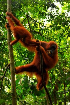 Sumatran orangutan female and its cub in the Gunung Leuser National Park, Indonesia