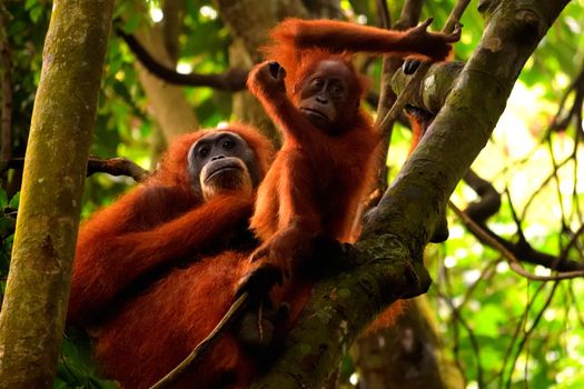 Sumatran orangutan female and its cub in the Gunung Leuser National Park, Indonesia