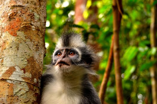 Closeup of thomas leaf monkey in the Gunung Leuser National Park, Indonesia