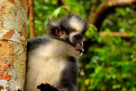 Closeup of thomas leaf monkey in the Gunung Leuser National Park, Indonesia