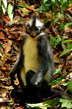 Closeup of thomas leaf monkey in the Gunung Leuser National Park, Indonesia