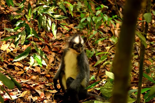 Closeup of thomas leaf monkey in the Gunung Leuser National Park, Indonesia