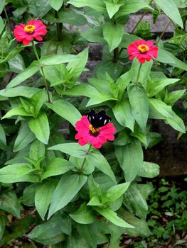 Penglipuran village in a cloudy day, Bali, Indonesia: a butterfly on a beautiful flower