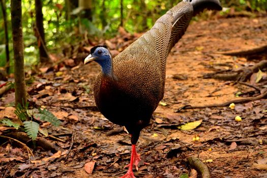 Rare sumatran peacock in the Gunung Leuser National Park, Indonesia