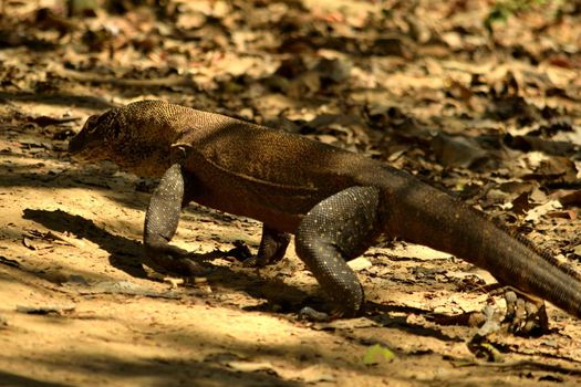 Closeup of a komodo dragon in Komodo National Park, Indonesia