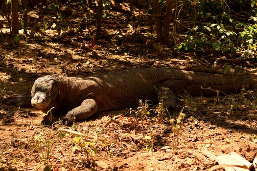 Closeup of a komodo dragon in Komodo National Park, Indonesia