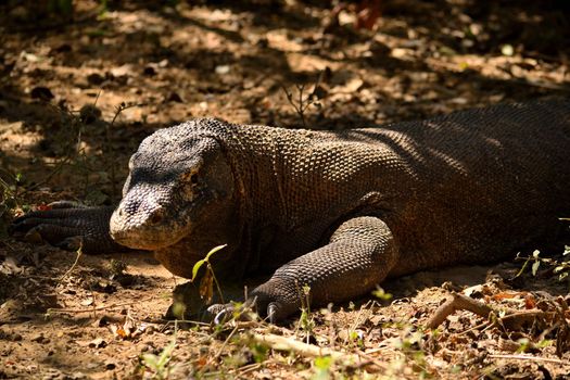 Closeup of a komodo dragon in Komodo National Park, Indonesia