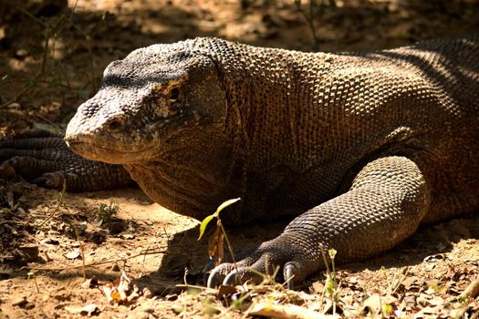 Closeup of a komodo dragon in Komodo National Park, Indonesia