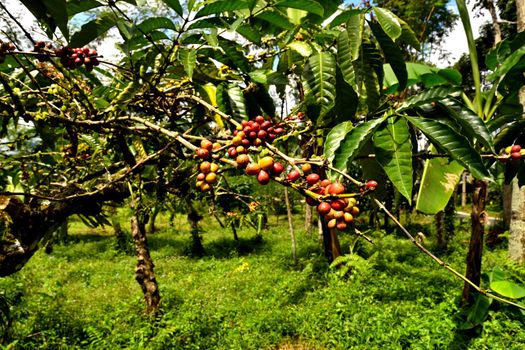Close up of a coffee plant inside a large plantation, Java