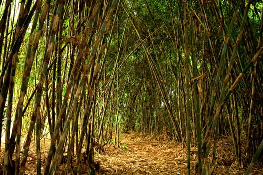 View of the bamboo forest in Bali, Indonesia