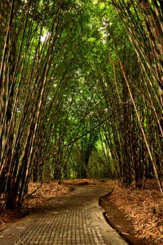 View of the bamboo forest in Bali, Indonesia