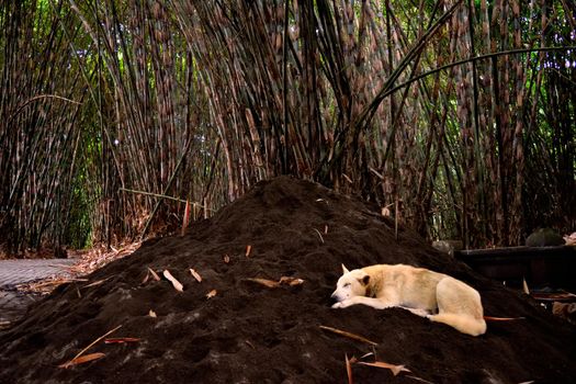 Closeup of a dog sleeping inside the bambu forest, Bali