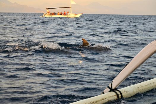 Group of dolphins at sunrise in Lovina, Bali