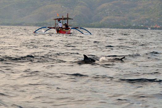 Group of dolphins at sunrise in Lovina, Bali