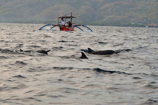 Group of dolphins at sunrise in Lovina, Bali