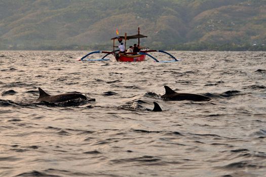 Group of dolphins at sunrise in Lovina, Bali