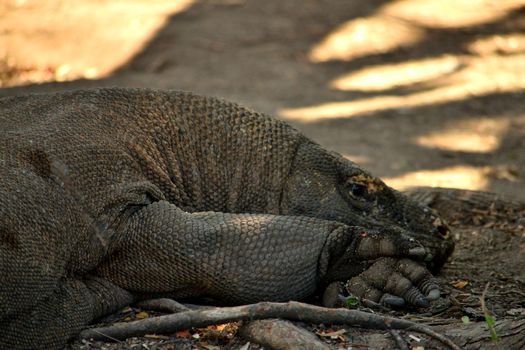 Closeup of a komodo dragon in Komodo National Park, Indonesia