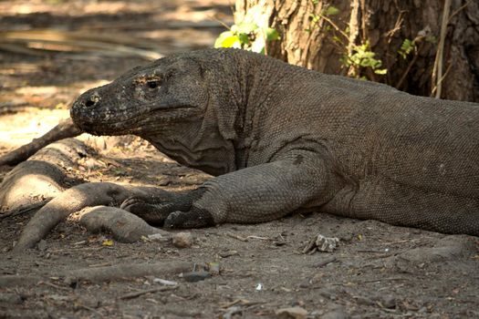 Closeup of a komodo dragon in Komodo National Park, Indonesia