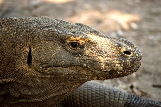 Closeup of a komodo dragon in Komodo National Park, Indonesia