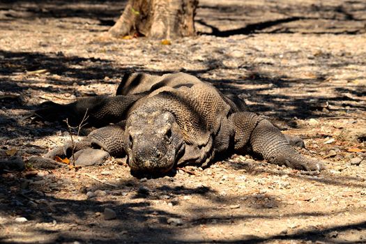 Closeup of a komodo dragon in Komodo National Park, Indonesia