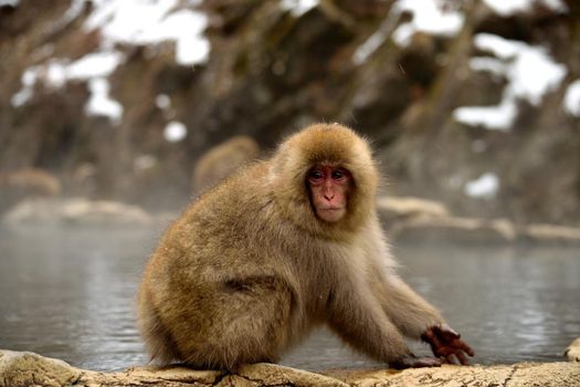 Closeup of a japanese macaque during the winter season, Jigokudani