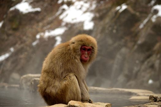 Closeup of a japanese macaque during the winter season, Jigokudani