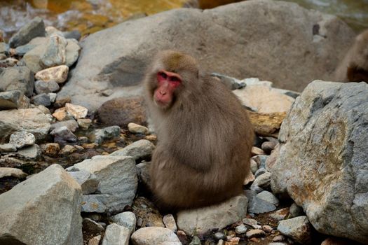 Closeup of a japanese macaque during the winter season, Jigokudani