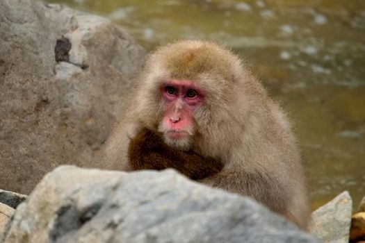 Closeup of a japanese macaque during the winter season, Jigokudani