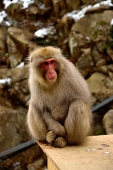 Closeup of a japanese macaque during the winter season, Jigokudani