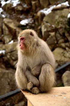 Closeup of a japanese macaque during the winter season, Jigokudani