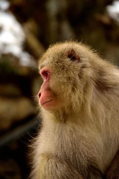 Closeup of a japanese macaque during the winter season, Jigokudani