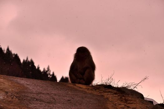 Closeup of a japanese macaque during the winter season, Jigokudani