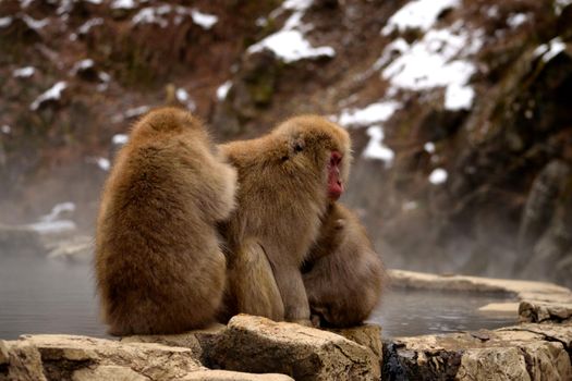 Closeup of a small group of japanese macaques during the winter season, Jigokudani