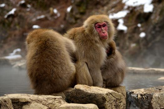 Closeup of a small group of japanese macaques during the winter season, Jigokudani