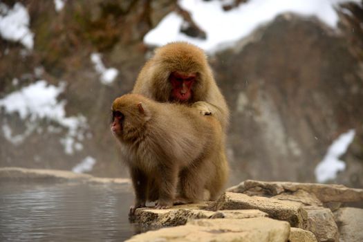 Closeup of two japanese macaques during the winter season, Jigokudani