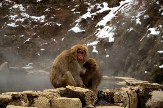 Closeup of two japanese macaques during the winter season, Jigokudani