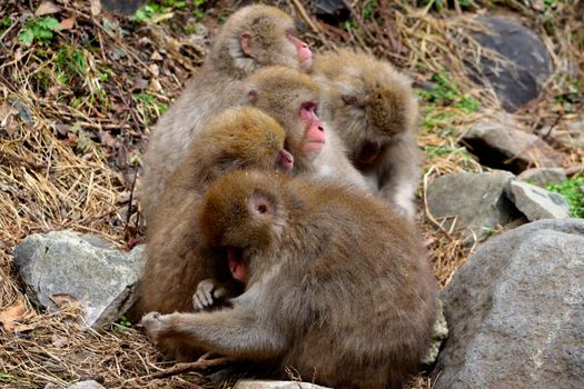 Closeup of a small group of japanese macaques during the winter season, Jigokudani