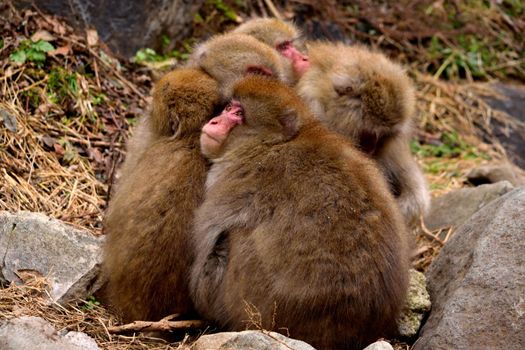 Closeup of a small group of japanese macaques during the winter season, Jigokudani