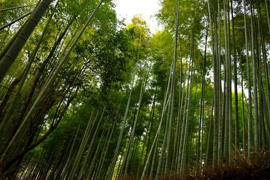 View of the bamboo forest in Arashiyama, Kyoto