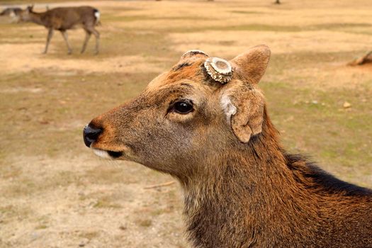 Closeup of one of the holy deer in Nara, Japan