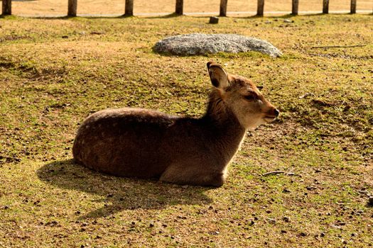 Closeup of one of the holy deer in Nara, Japan