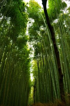 View of the bamboo forest in Arashiyama, Kyoto