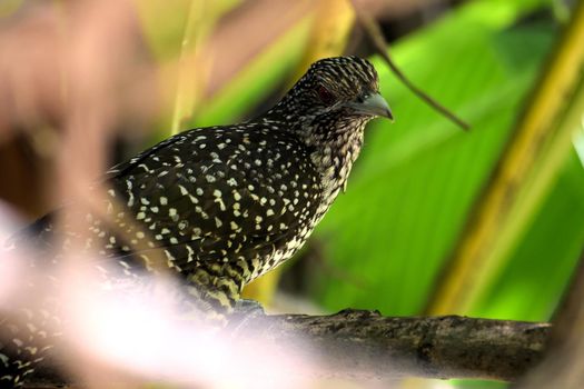 Female of Asian Koel in the middle of the jungle, Asia.