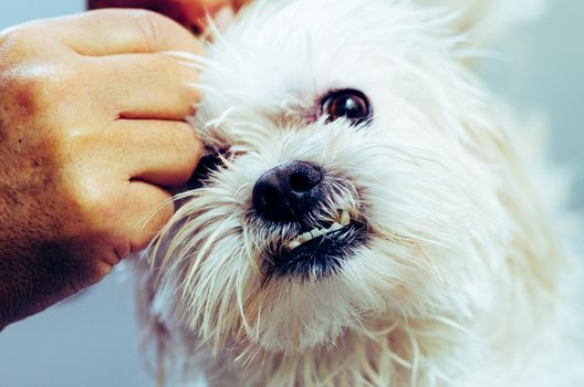 Owner is preparing Maltese puppy skin after shower.