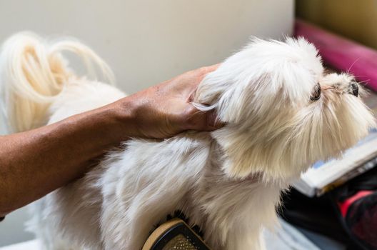 Hands of a man brushing his little maltese dog.