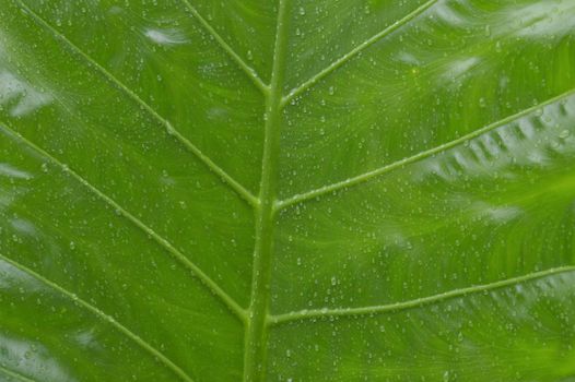 Close up of falling raindrops of water on green vascular plants leaf. Summer Monsoon Rain drops on Green Tree leaves. Beautiful rainy season. Abstract texture pattern. Nature background. Stock Photo.