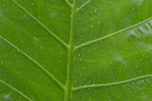 Close up of falling raindrops of water on green vascular plants leaf. Summer Monsoon Rain drops on Green Tree leaves. Beautiful rainy season. Abstract texture pattern. Nature background. Stock Photo.