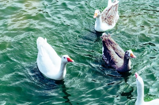 Beautiful view with cute ducks enjoying the summer on the lake