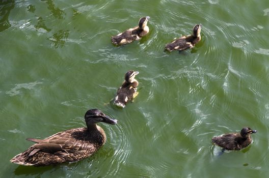 Ducks follow me, cute ducklings following mother, lake, symbolic figurative harmonic peaceful animal family portrait following team grouping together group trust safety harmony