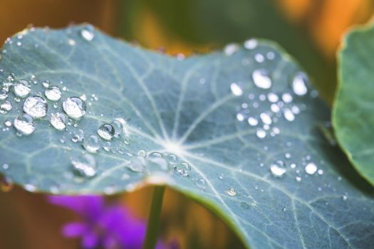 Close up of water drops on green leaf after rain. Freshness and environment.